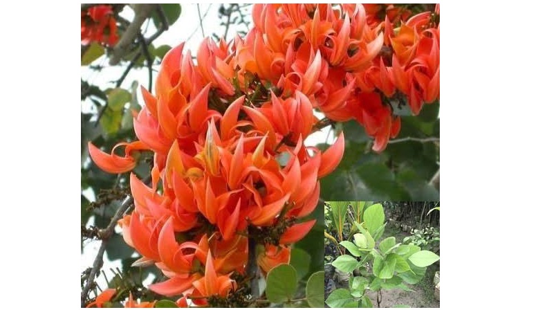 রী ণা  রা য়